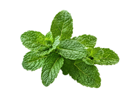 Peppermint Essential Oil
